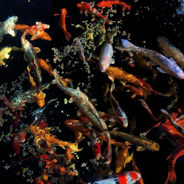 bassin de poissons rouges